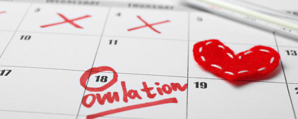 ovulation